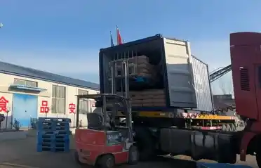 Qinhuangdao Tongyou အာလူးလုပ်ငန်းသည် တောင်ကိုးရီးယားသို့ ကန်စွန်းဥကစီဓာတ် တင်ပို့သည့် ကွန်တိန်နာ ၁၀ ခု